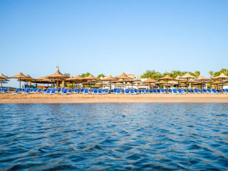 Ivy cyrene sharm hotel 4 *( adult only 13+ ).супер цены.рекомендуем!!! foto 10