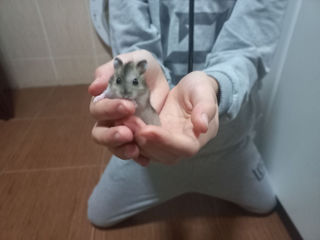 Se vând pui de hamster foto 2