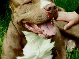 Se vând căței pitbull american red nos rasă pura. foto 4