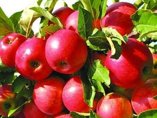 Vindem mere din frigider (idared)/продаём яблоки (айдаред)