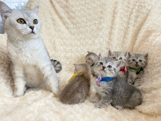 British shorthair chinchila