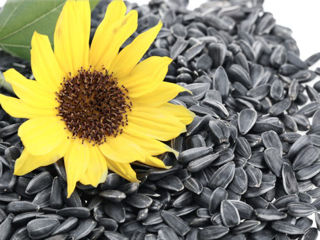 Se vinde 1,2 Tone de semințe de floare soarelui /răsărită foto 1