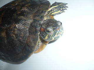 Африканская красноухая черепаха foto 2