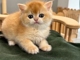 Золотая шиншилла foto 5