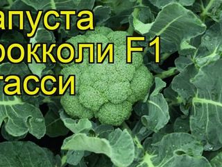 Капуста брокколи F1 Агасси foto 4