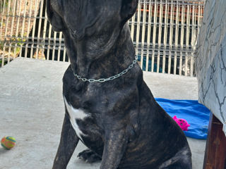 Cane corso foto 4