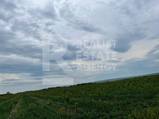 Teren agricol cu livadă și o suprafață de 260 ha în satul Cuconeștii Noi foto 3