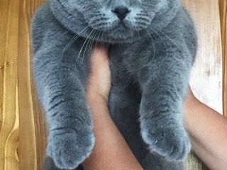 Вязки- клубный, племенной шотландский вислоухий кот (scottish fold). Котята на продажу