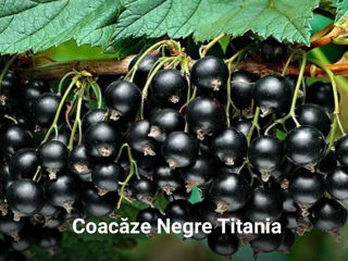 Coacaza neagra si rosie copac,Смородина Чёрная,на штамбе. foto 6