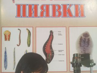 Медицинская пиявка lipiitori foto 6