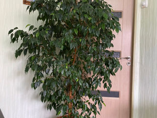 Ficus 1,9 m.