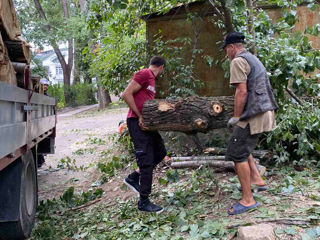 Taierea/defrisarea/aranjarea copacilor, amenajarea coroanei! Avem in dotare mașini Autoturn! foto 6