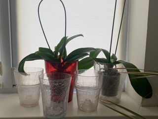 Горшки (вазоны) для цветов, орхидей foto 1