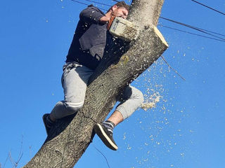 Defrisari - servicii profesionale! Curățare copaci! foto 8