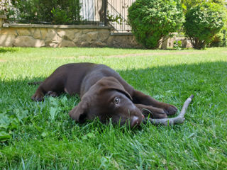 Labrador retriever pentru împerechere foto 3