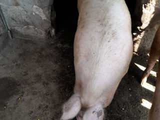 Pork 100.  120 kg. foto 1
