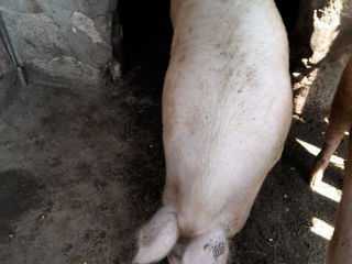 Pork 100.  120 kg.