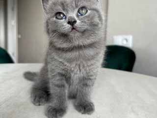 Vând 2 pisicuțe fetițe British Shorthair/Longhair foto 3