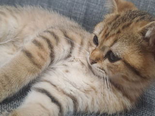 Vind pisica chinchila gold foto 2