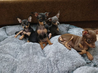 Toy Terrier foto 3