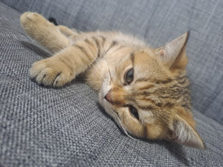 Vind pisica chinchila gold foto 5
