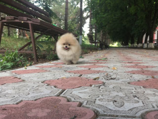 Подари себе счастье!Mini toi Spitz's Pomeranian foto 3