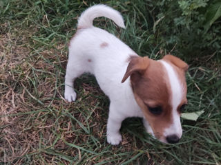 Jack Russel Terrier (urgent) foto 4