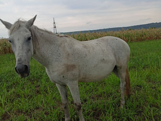 Vînd Iapă Cuminte, Merge la toate agrigaterele foto 1