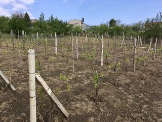 Vind casa - teren 23 ari in orasul Nisporeni /schimb pe apartament cu 3 camere in Chisinau foto 5