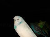 волнистые попугаи 250лей пара foto 4