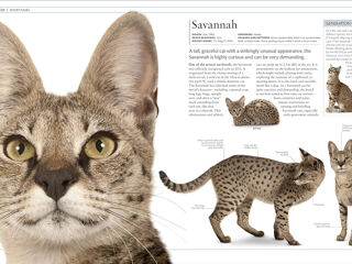 The Cat Encyclopedia: The Definitive Visual Guide (DK Pet Encyclopedias) foto 3