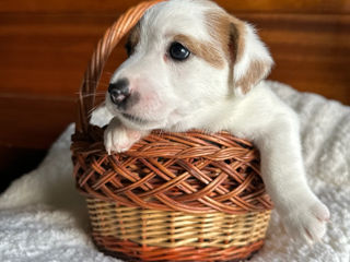 Щенки Jack Rassel terrier foto 2