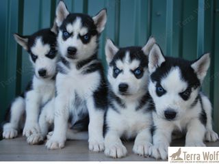 Siberian Husky - Из профессионального питомника foto 1