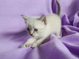 Продается котик мальчик папа сиамец мама гималаиская.