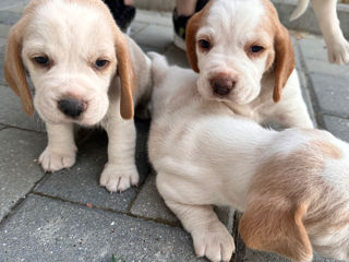 Cățeluși Beagle/ Щенки Бигли (livrare Europa)