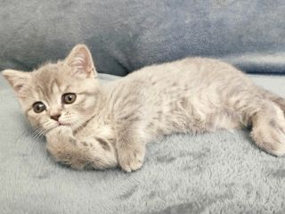 Vând Urgent pisica Scottish Straight