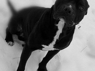 Pitbull xxl foto 4