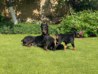 Doberman  foto 5