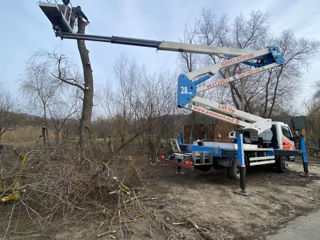 Tăierea copacilor avariați, defrisare arbori foto 5