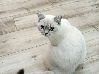 Motanas 5 luni foto 2