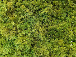 Декоративные зеленые покрытия / фитостена / perete din plante artificiale foto 9
