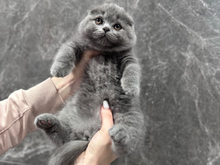 Scottish fold