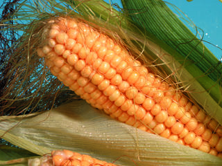 Seminţe de porumb / семена кукурузы