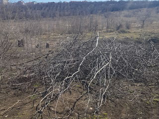 Defrisarea taierea copacilor Распил деревьев foto 2