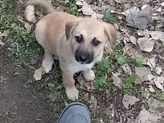 Щенки, в добрые руки, бесплатно (Бельцы)...