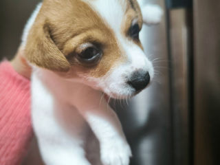 Jack Russel Terrier foto 5