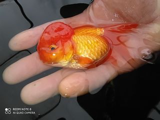 Золотая рыбка и другие виды аквариумных рыбок! foto 9