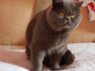 Motan British Shorthair Blue pentru montă foto 5