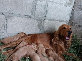 Cocher spaniel englez foto 1