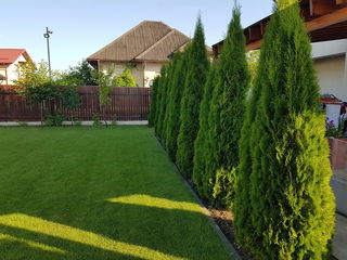 Thuja Smaragd foto 3